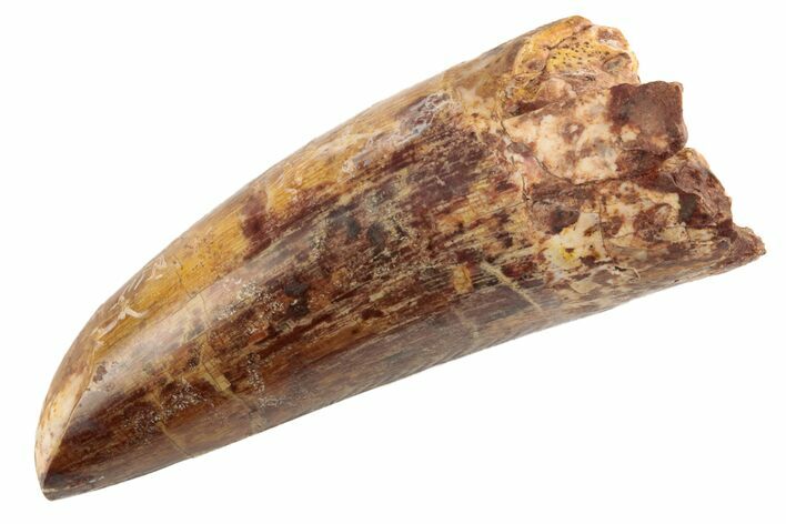 Fossil Phytosaur Tooth - New Mexico #192558